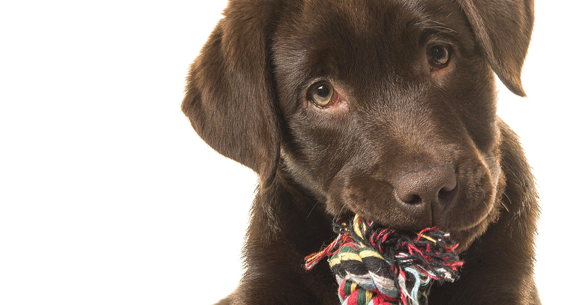 7-ways-to-keep-your-puppy-entertained-puppy-buddy