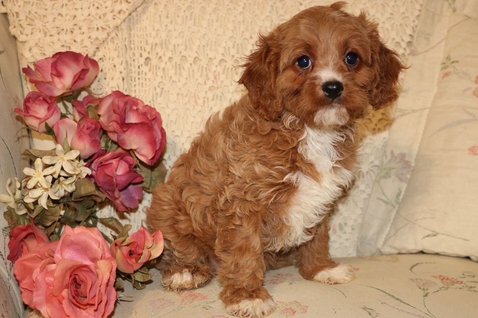 puppy buddy with heartbeat