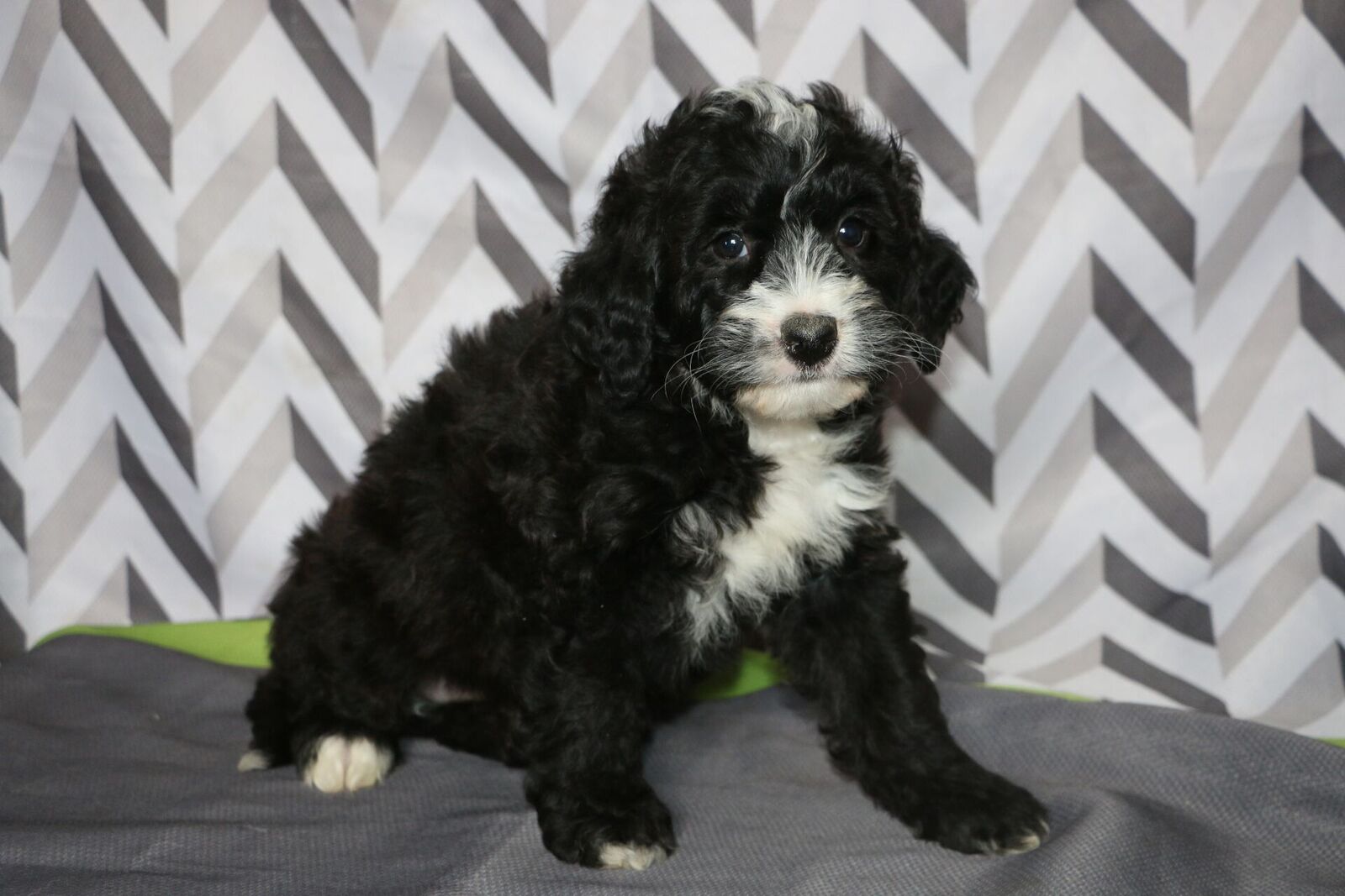 puppy buddy with heartbeat