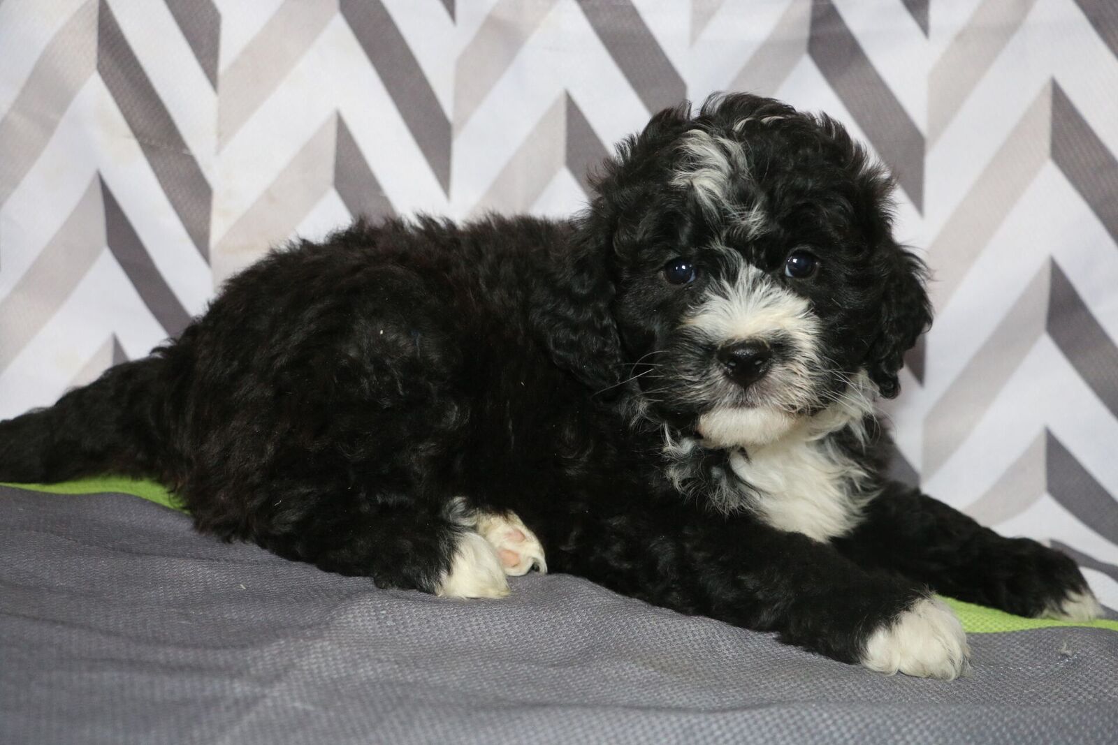 puppy buddy with heartbeat