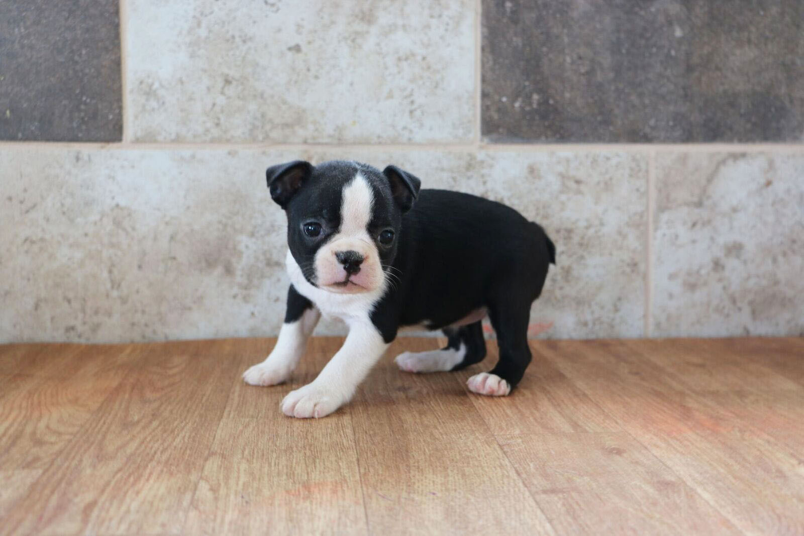 puppy buddy with heartbeat