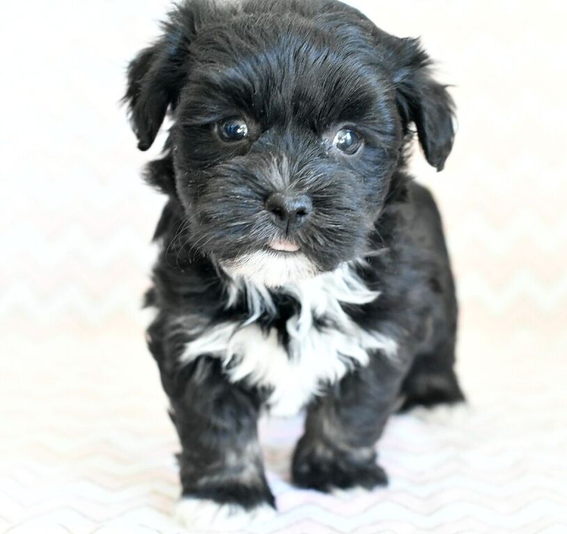 puppy buddy with heartbeat