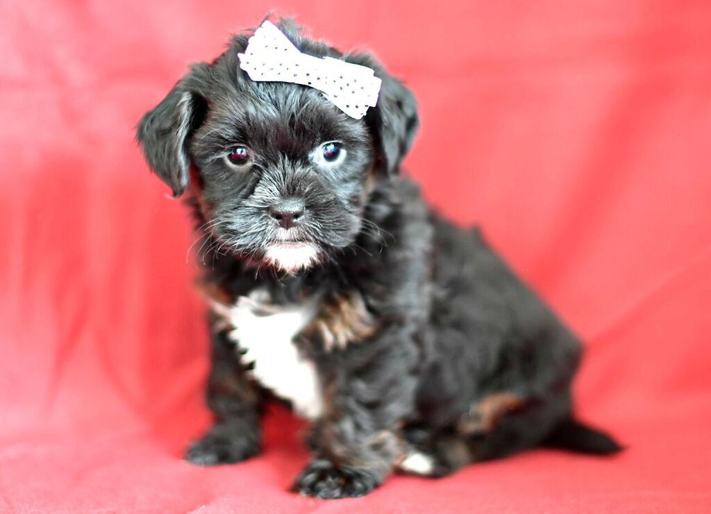 puppy buddy with heartbeat