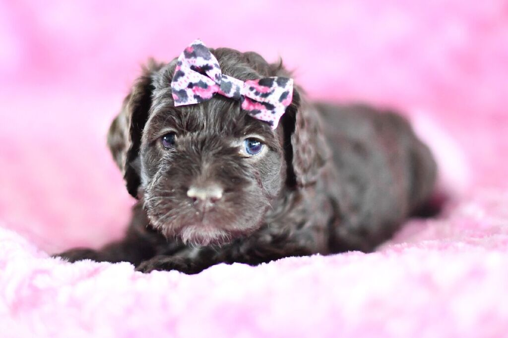 puppy buddy with heartbeat