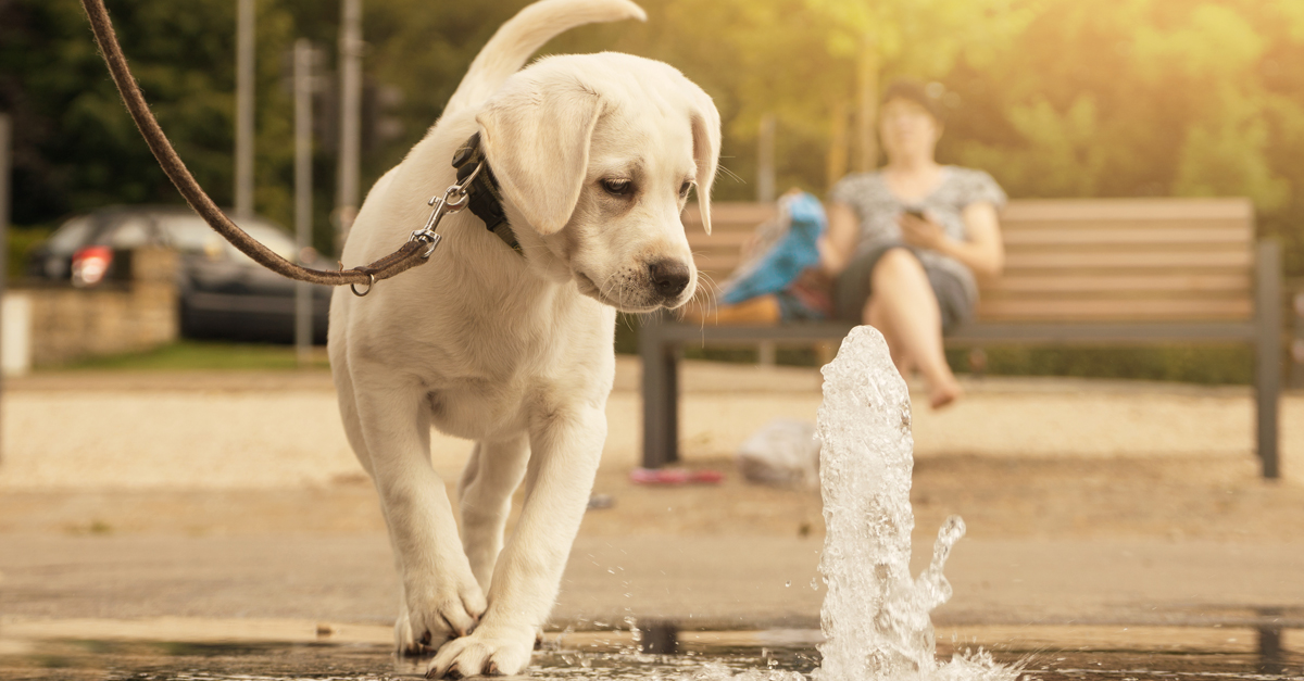 How Often Should You Walk Your Pup? Puppy Buddy