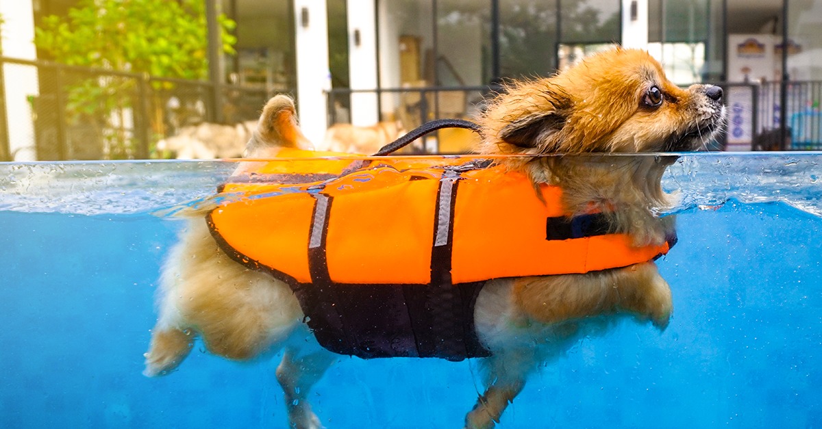 how-to-keep-your-puppy-safe-in-water-puppy-buddy