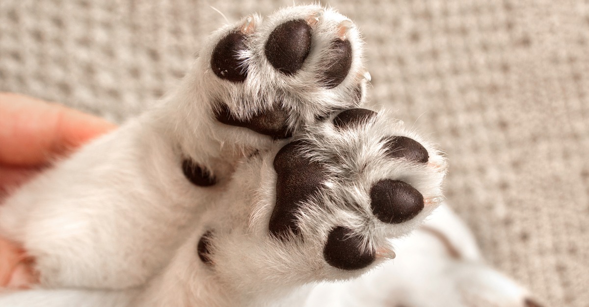 Paw Pad Care: Houndswell's Ultimate Guide for Healthy Paws
