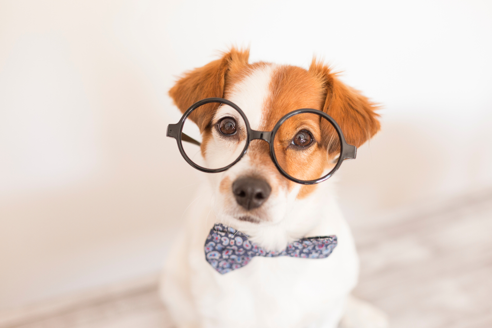 Cutest and store smartest dog breeds