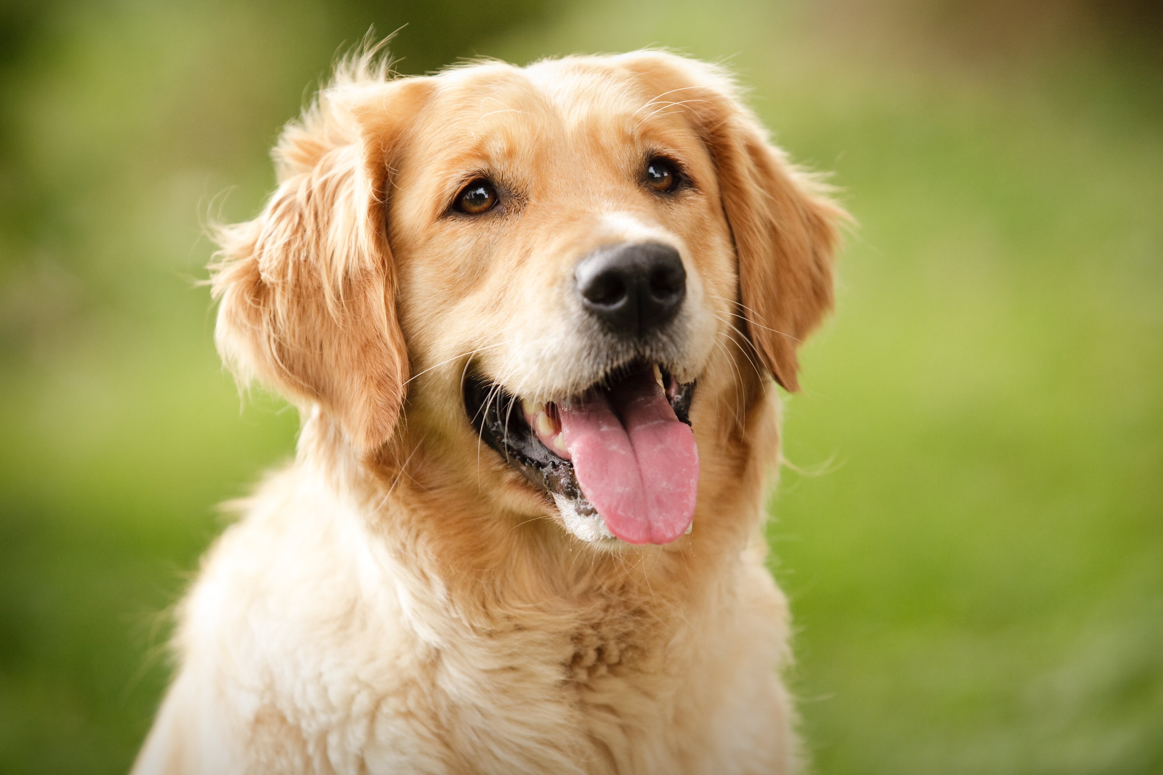 Golden Retriever: Everything You Need To Know