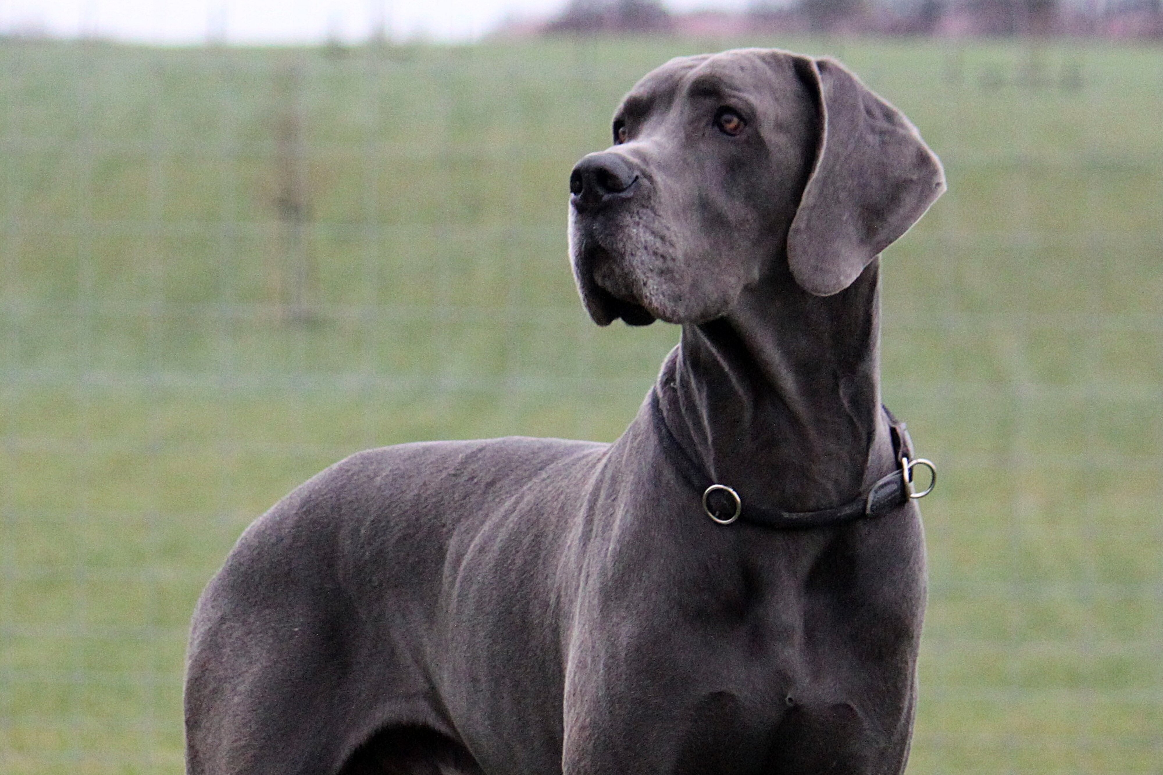 8 Popular Large Dog Breeds Puppy Buddy