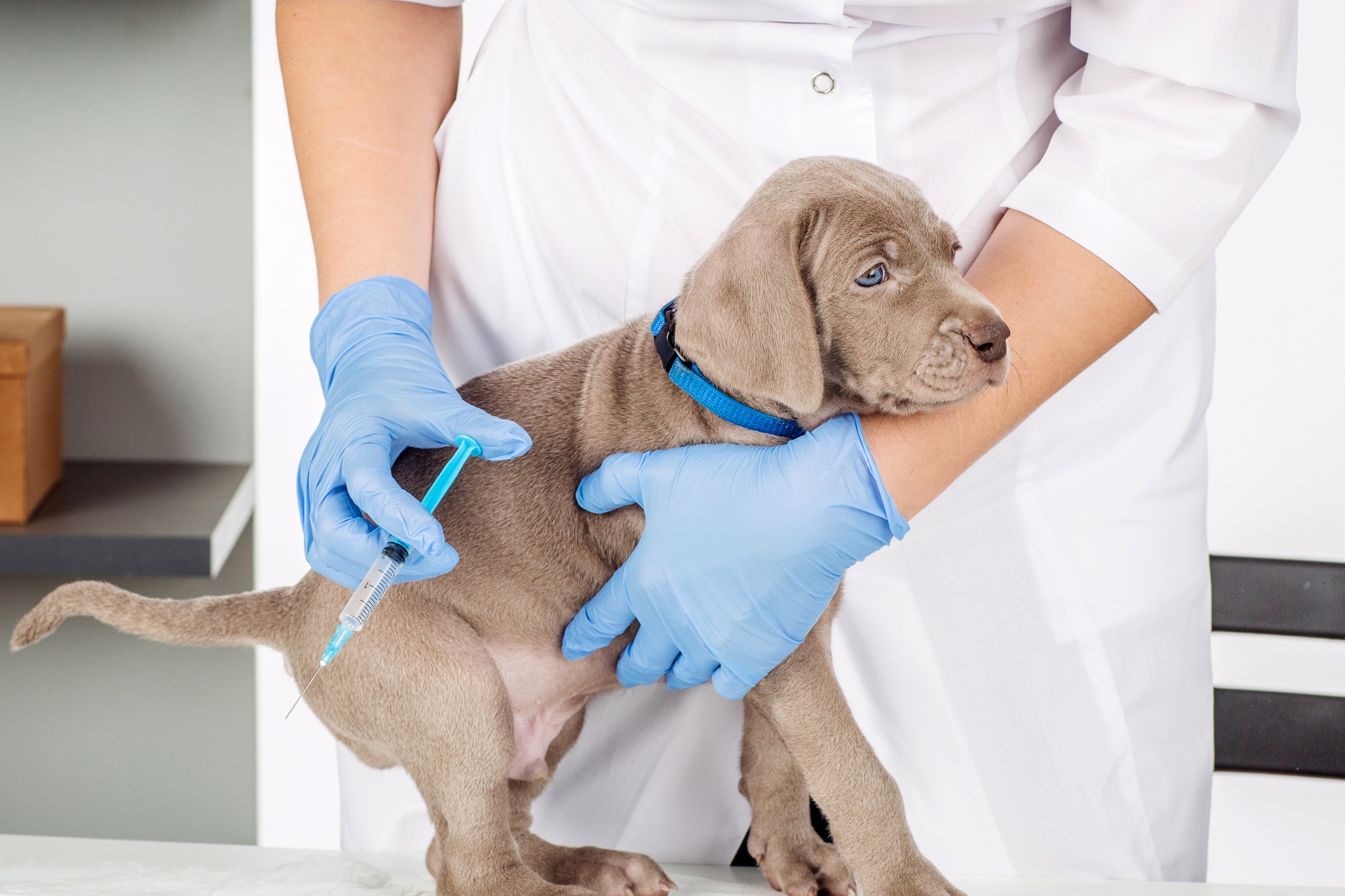 Puppy Vaccines 101: What You Need to Know – Puppy Buddy