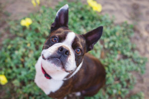 Short Haired Breeds Puppy Buddy