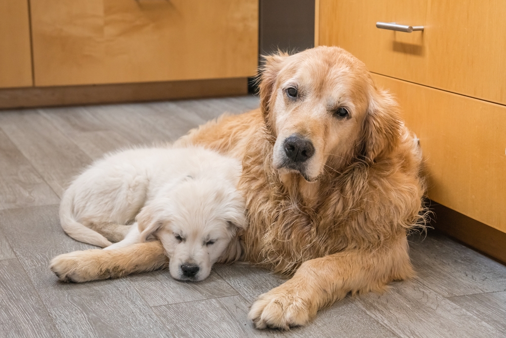 what happens to unsold dogs at pet stores