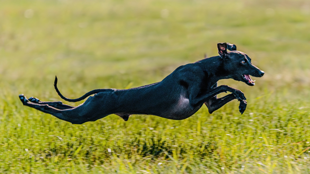 How To Teach Your Italian Greyhound To Play Nina Ottosson Dog